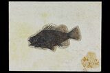 Fossil Fish (Priscacara) - Wyoming #158576-1